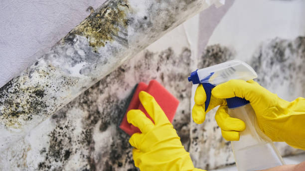 Mold Remediation for Vacation Homes in Troy, TX